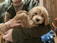 processed/f29ef8c2-f147-48b8-bbb0-4ce8be4c8a43/listing/b4af3543-ce4b-4d05-a5d9-58f384ffadbb/17a02e4c-099d-4b90-8174-3cec24b70b8a