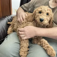 English doodle male, a male English Goldendoodle for sale in Easton, IL – Photo 2 of 6