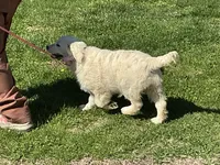 English cream female, a female English Cream Golden Retriever for sale in Easton, IL – Photo 2 of 4