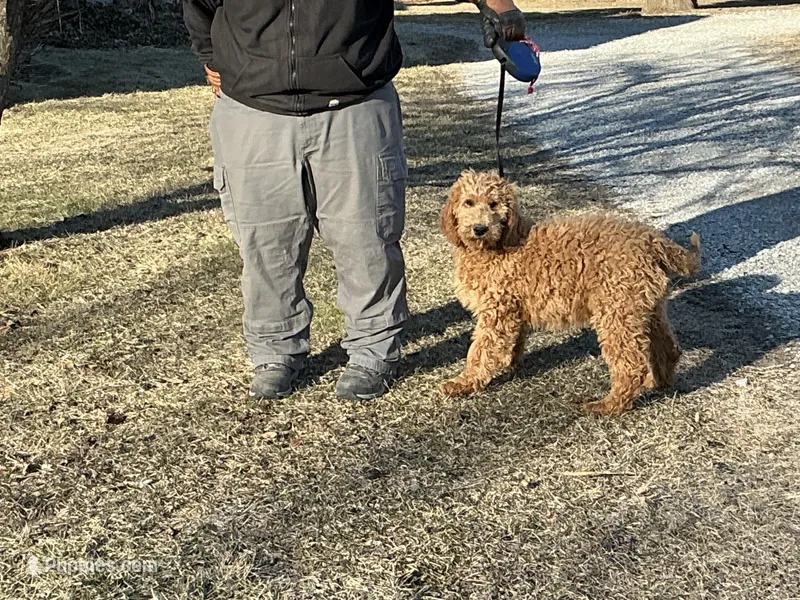 English doodle male – English Goldendoodle puppy for sale in Easton, IL