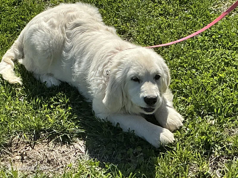 English cream female – English Cream Golden Retriever puppy for sale in Easton, IL
