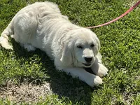 English cream female, a female English Cream Golden Retriever for sale in Easton, IL – Photo 1 of 4