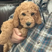 English doodle male, a male English Goldendoodle for sale in Easton, IL – Photo 4 of 6