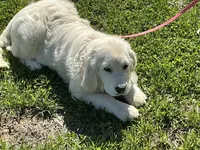 English cream female, a female English Cream Golden Retriever for sale in Easton, IL – Photo 4 of 4