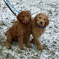 English doodle male, a male English Goldendoodle for sale in Easton, IL – Photo 5 of 6