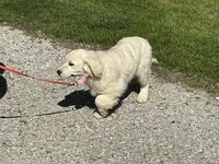 English cream female, a female English Cream Golden Retriever for sale in Easton, IL – Photo 3 of 4