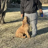 English doodle male, a male English Goldendoodle for sale in Easton, IL – Photo 3 of 6