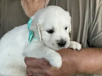 Little English, a male English Cream Golden Retriever for sale in Easton, IL – 2 of 4