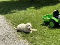 Baby Girl Doodle, a female English Goldendoodle for sale in Easton, IL – 6 of 8