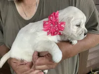 Little lady, a female English Cream Golden Retriever for sale in Easton, IL – 2 of 5