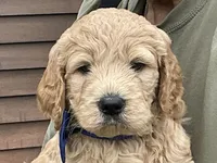 Fluffy Boy, a male English Goldendoodle for sale in Easton, IL – 3 of 5