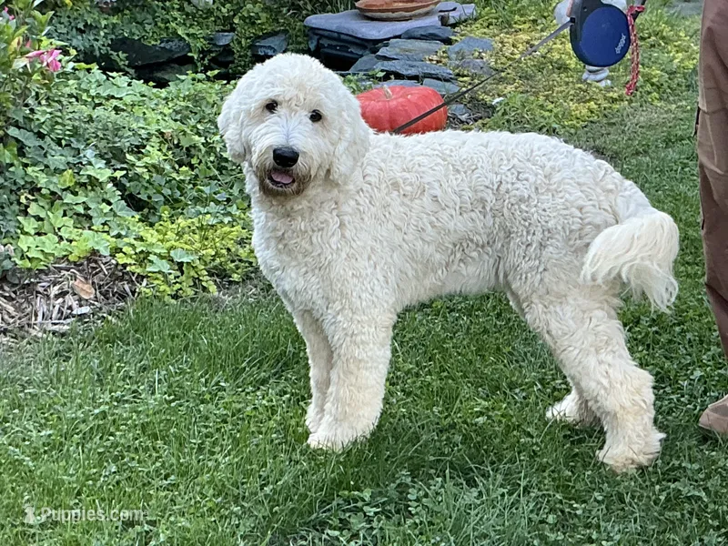 English blocky – English Goldendoodle puppy for sale in Easton, IL