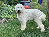 English blocky, a female English Goldendoodle for sale in Easton, IL – 1 of 5