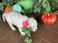Little lady, a female English Cream Golden Retriever for sale in Easton, IL – 4 of 5