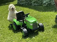 Goldendoodle baby, a female English Goldendoodle for sale in Easton, IL – 5 of 5
