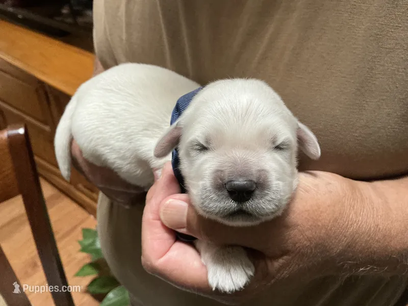 English creams – English Cream Golden Retriever puppy for sale in Easton, IL