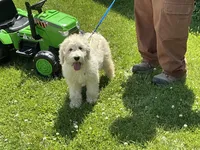 Baby Girl Doodle, a female English Goldendoodle for sale in Easton, IL – 5 of 8
