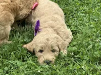 English Goldendoodle F1, a female English Goldendoodle for sale in Easton, IL – 7 of 7
