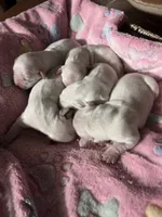Little English Miss, a female English Cream Golden Retriever for sale in Easton, IL – 4 of 7