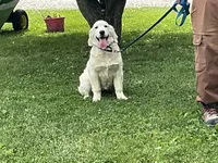 English blocky, a female English Cream Golden Retriever for sale in Easton, IL – 4 of 4