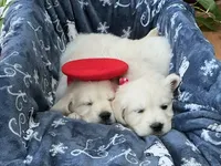 English creams, a  English Cream Golden Retriever for sale in Easton, IL – 6 of 6