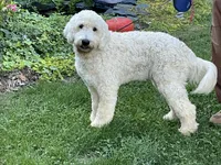 English blocky, a female English Goldendoodle for sale in Easton, IL – 2 of 5