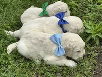 English creams, a male English Cream Golden Retriever for sale in Easton, IL – 5 of 5