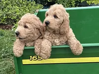 English Goldendoodle F1, a female English Goldendoodle for sale in Easton, IL – 4 of 7