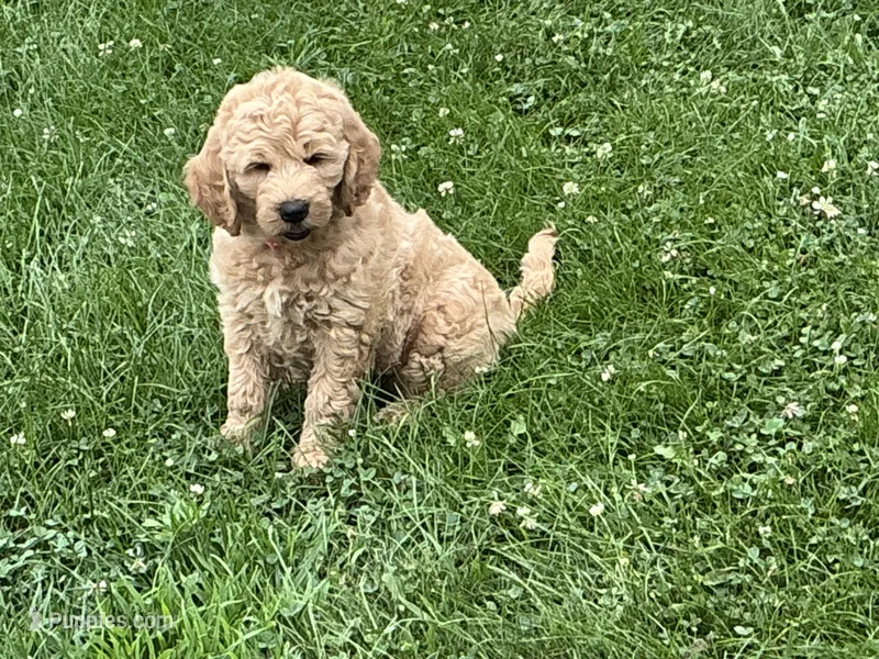 English Goldendoodle F1 – English Goldendoodle puppy for sale in Easton, IL