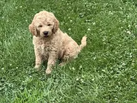 English Goldendoodle F1, a female English Goldendoodle for sale in Easton, IL – 1 of 7