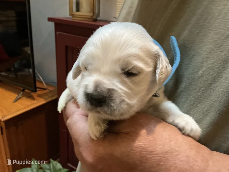 English creams – English Cream Golden Retriever puppy for sale in Easton, IL