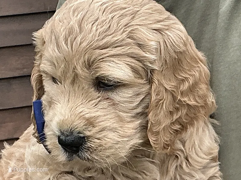 Fluffy Boy – English Goldendoodle puppy for sale in Easton, IL