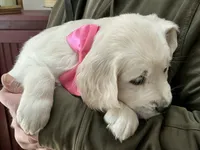 English creams, a  English Cream Golden Retriever for sale in Easton, IL – 4 of 6