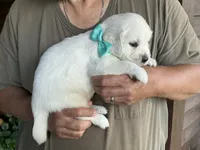 Little English, a male English Cream Golden Retriever for sale in Easton, IL – 3 of 4