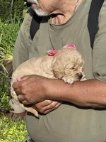 English Goldendoodle F1, a female English Goldendoodle for sale in Easton, IL – 3 of 4