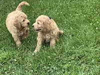 Fluffy Boy, a male English Goldendoodle for sale in Easton, IL – 9 of 9