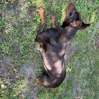 Doberman puppy, a male Doberman Pinscher for sale in Mobile, AL – Photo 8 of 9