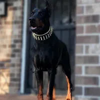 Doberman puppy, a male Doberman Pinscher for sale in Mobile, AL – Photo 5 of 9