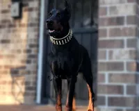 Doberman puppies, a male Doberman Pinscher for sale in Mobile, AL – Photo 3 of 6