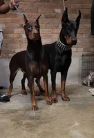 Doberman puppies, a male Doberman Pinscher for sale in Mobile, AL – Photo 1 of 6