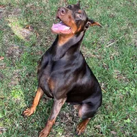 Doberman puppy, a male Doberman Pinscher for sale in Mobile, AL – Photo 4 of 9