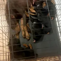 Doberman puppy, a male Doberman Pinscher for sale in Mobile, AL – Photo 7 of 9