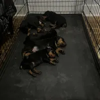 Doberman puppy, a male Doberman Pinscher for sale in Mobile, AL – Photo 6 of 9