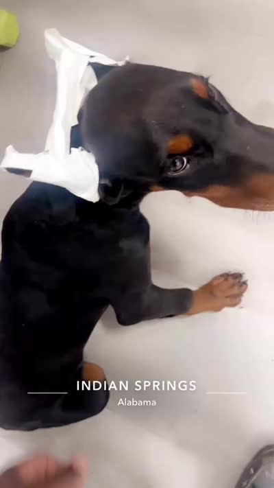 Pretty Girl Miracle , a female Doberman Pinscher for sale in Mobile, AL – 2 of 3