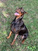 Doberman Puppies, a male Doberman Pinscher for sale in Mobile, AL – Photo 6 of 6