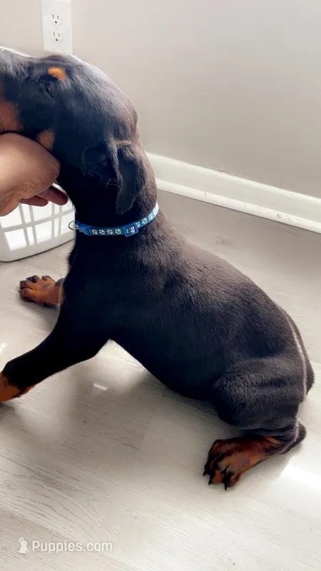 Doberman Puppies – Doberman Pinscher puppy for sale in Mobile, AL