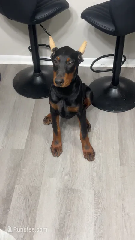Pretty Girl Miracle  – Doberman Pinscher puppy for sale in Mobile, AL