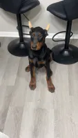 Pretty Girl Miracle , a female Doberman Pinscher for sale in Mobile, AL – 1 of 3
