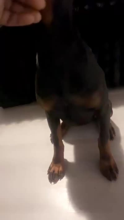 Pretty Girl Miracle , a female Doberman Pinscher for sale in Mobile, AL – 3 of 3