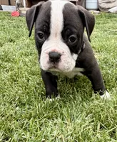 Tone-claimed , a male English Bulldog and Olde English Bulldogge for sale in West Richland, WA – 3 of 3